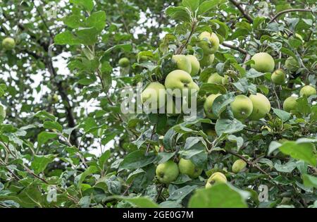 Green apples on the branches of an apple tree. Stock Photo