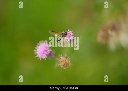 English Summer sunflowers and Lavender Stock Photo