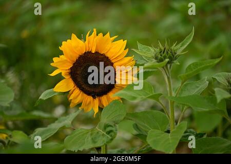 English Summer sunflowers and Lavender Stock Photo