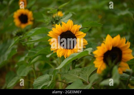 English Summer sunflowers and Lavender Stock Photo