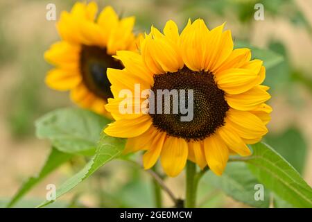 English Summer sunflowers and Lavender Stock Photo