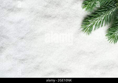 Pine tree branch isolated on white snowy background. Stock Photo