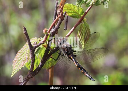 Closeup of a dragonfly resting on a tree branch Stock Photo