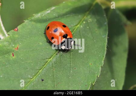 Macro of a ladybug sitting on a green leaf Stock Photo