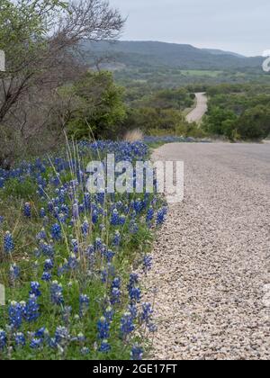 Bluebonnets growing along a country road on a spring day in Texas.
