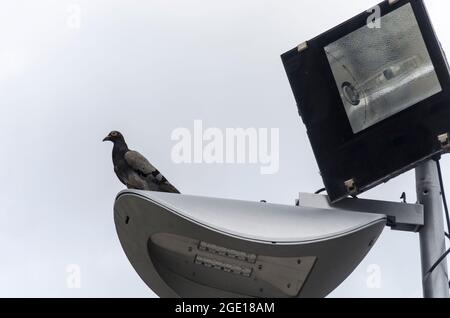 Pigeons on top of the square's lighting looking where there's food. City of Salvador, Bahia, Brazil. Stock Photo