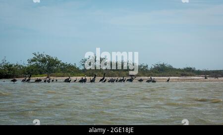 A Group of Brown Pelicans (Pelecanus occidentalis) with their Breed are Walking in the Water of the Sea in the Morning in the Nature Reserve in Camaro Stock Photo