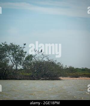 The Black Mangrove (Avicennia germinans), is a Shrub or Small Tree with Birds that Perch on it or Shelter from the Sun Stock Photo