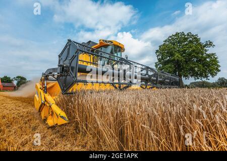 A yellow combine harvests wheat on a field in germany Stock Photo