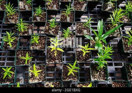 Potted young plants in greenhouse at Berkshire botanical Garden in Stockbridge MA Stock Photo