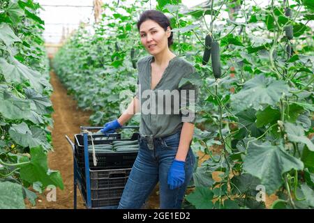 Woman carries on wheelbarrow plastic boxes with harvest of tomatoes ...