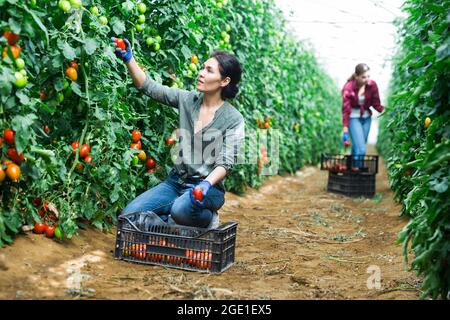 Female farm worker gathering crop of tomatoes Stock Photo - Alamy