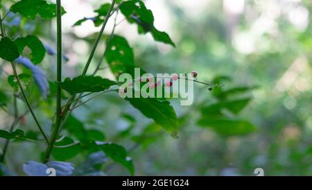 Coral Berry, Rivina humilis Stock Photo