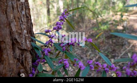 Hardenbergia Stock Photo