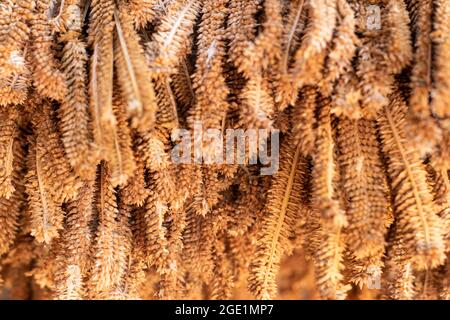 Close up of dry millet crops, Selective focus Stock Photo
