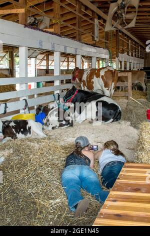 South Bend IN USA July 10 2021; two teens relax with their cell phone as they lie in the straw with their cows at the county fair Stock Photo
