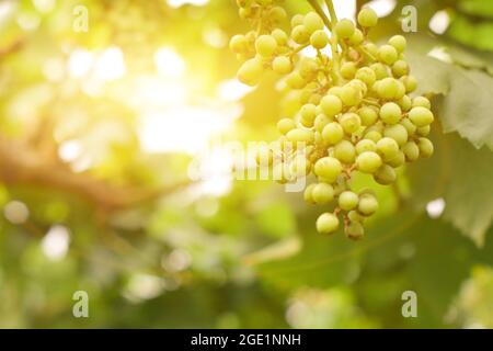 Single bunch of green grapes in sunlight background. Stock Photo