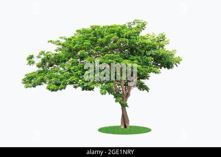 Green tree isolated on white background. Stock Photo