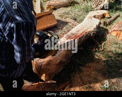 The big log, trees are being cut with old chainsaw by lumberjack worker, sawdust flying around. Chainsaw in movement cutting wood. Stock Photo
