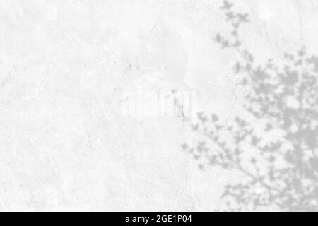 Shadow of leaves and branch on white wall background. Abstract black white leaf shadows Stock Photo