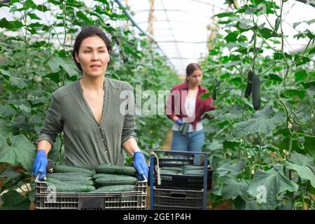 Female farmer carrying plastic box of cucumbers in greenhouse Stock Photo