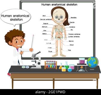 Young doctor explaining human anatomical skeleton illustration Stock Vector