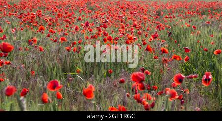 Flowering red field poppies in a sunny day Stock Photo