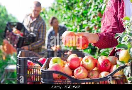 Close-up of apples lying in woman's hand in garden Stock Photo