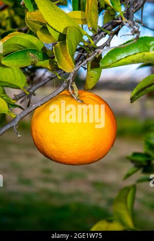 A Single Seville Orange growing on a tree. Citrus aurantium, Stock Photo