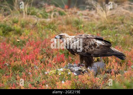 Adult large raptor Golden eagle, Aquila chrysaetos feeding on its prey during autumn foliage in taiga forest in Northern Finland, Europe Stock Photo