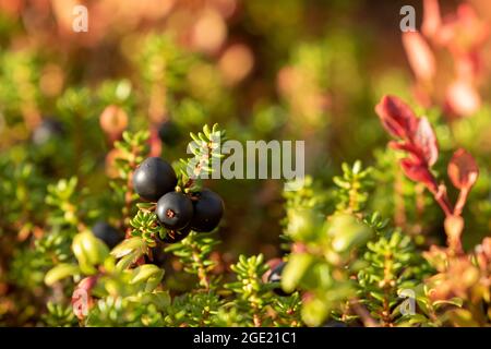 Ripe berries of crowberry (Empetrum nigrum) ready for picking during autumn in Finnish nature Stock Photo