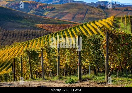 Green and yellow vineyards grow on the hills of Langhe in Piedmont, Northern Italy. Stock Photo