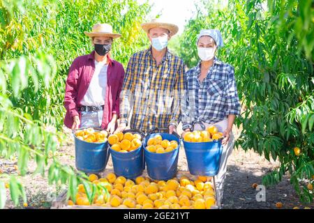 Farmers in protective mask posing with harvest of ripe peaches in orchard Stock Photo