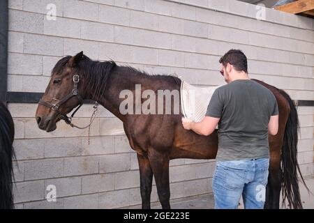 Young latin man putting on the saddle blanket to his horse. Stock Photo