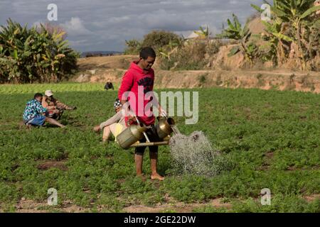 Madagascar. 16th August 2021. A farmer watering carrots as family members weed the garden. He fills his watering cans more than 20 times with water from the canal 2 times a day. Madagascar. Credit: Majority World CIC/Alamy Live News