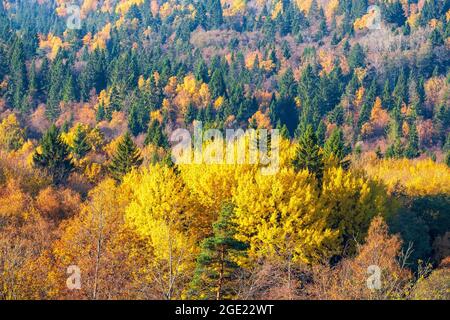 Mixed forest with beautiful autumn colors on the trees Stock Photo