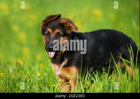 German shepherd puppy in a summer meadow Stock Photo