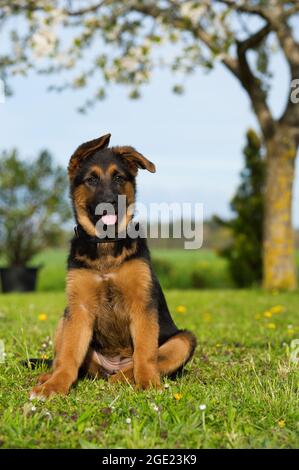 German shepherd puppy in a summer meadow Stock Photo