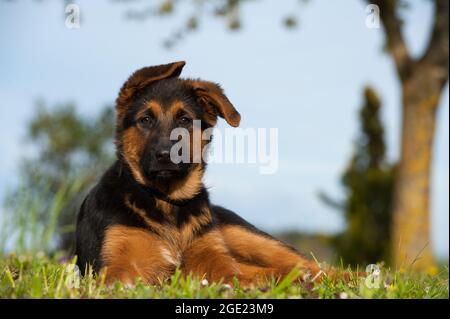 German shepherd puppy in a summer meadow Stock Photo