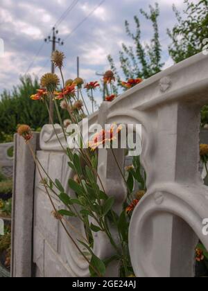 A gray stone fence with decorative flowers sticking out against a cloudy sky. Beautiful flowers of Gaillardia Hybrid Kobold. Close-up. Stock Photo