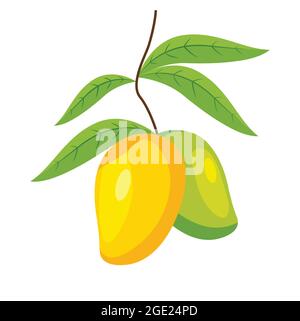 Two mangoes hanging on a branch with leaves on a white background. Juicy mango fruits vector isolated. Mangifera Indica. Stock Vector