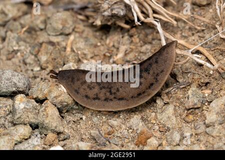 Tropical leatherleaf slug, Laevicaulis alte, Satara, Maharashtra, India Stock Photo