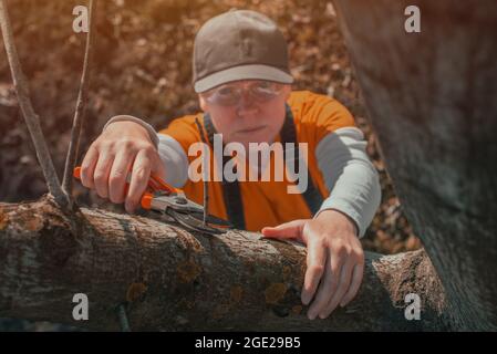 Female gardener using pruning shears to cut of the walnut tree branches in orchard, selective focus Stock Photo