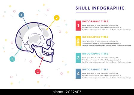 Human skull infographic vector template with the text of various color Stock Vector