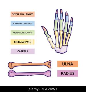 arm bone and hand bone infographic vector template Stock Vector