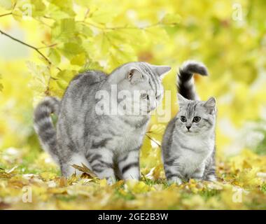 British Shorthair. Tabby mother with kitten standing in leaf litter. Germany Stock Photo