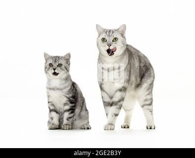 British Shorthair. Tabby mother with kitten. Studio picture against a white background. Germany Stock Photo
