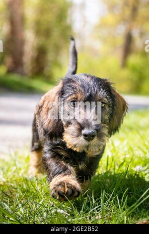 German wirehaired store dachshund for sale