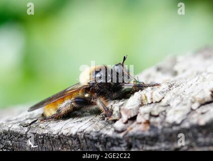 Yellow Robber Fly (Laphria flava) sucks out an insect. Germany Stock Photo