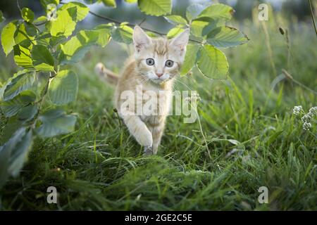 Domestic cat. Tabby kitten walking in a meadow, under a beech twig. Germany Stock Photo